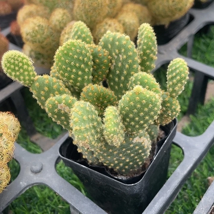 黄毛掌群满25包邮