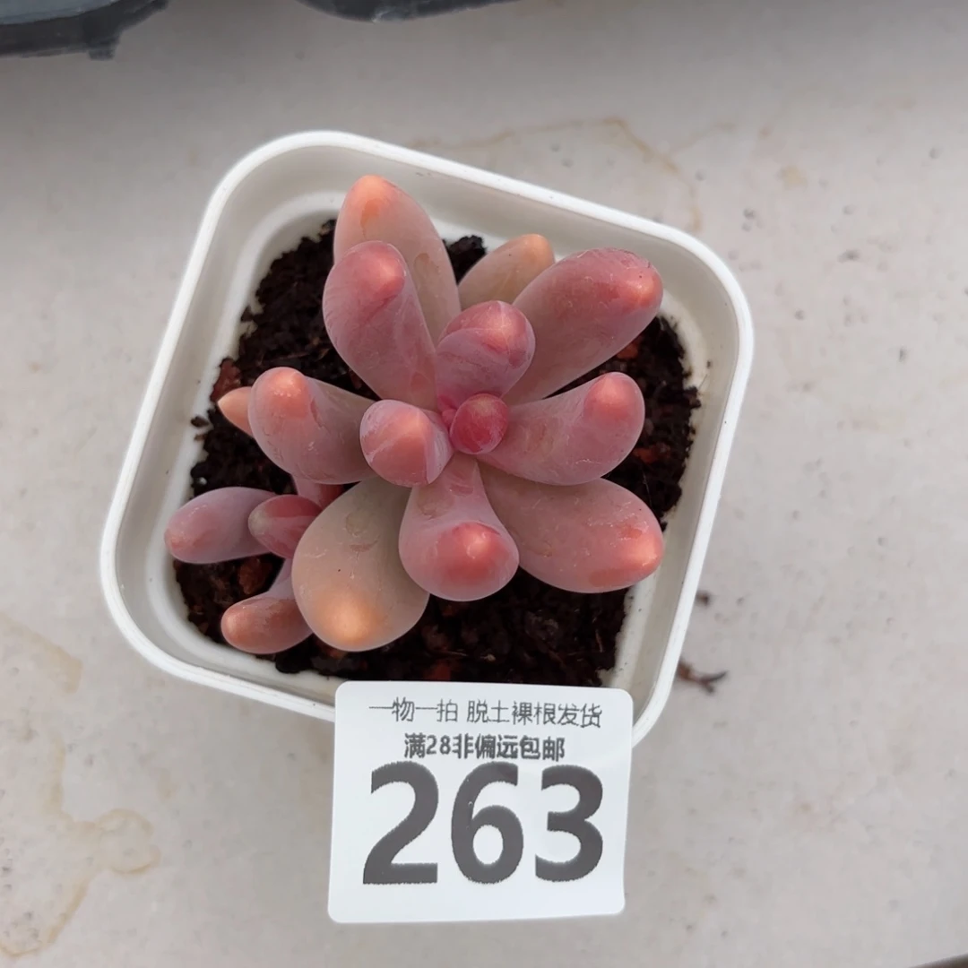 红手指无盆土发货