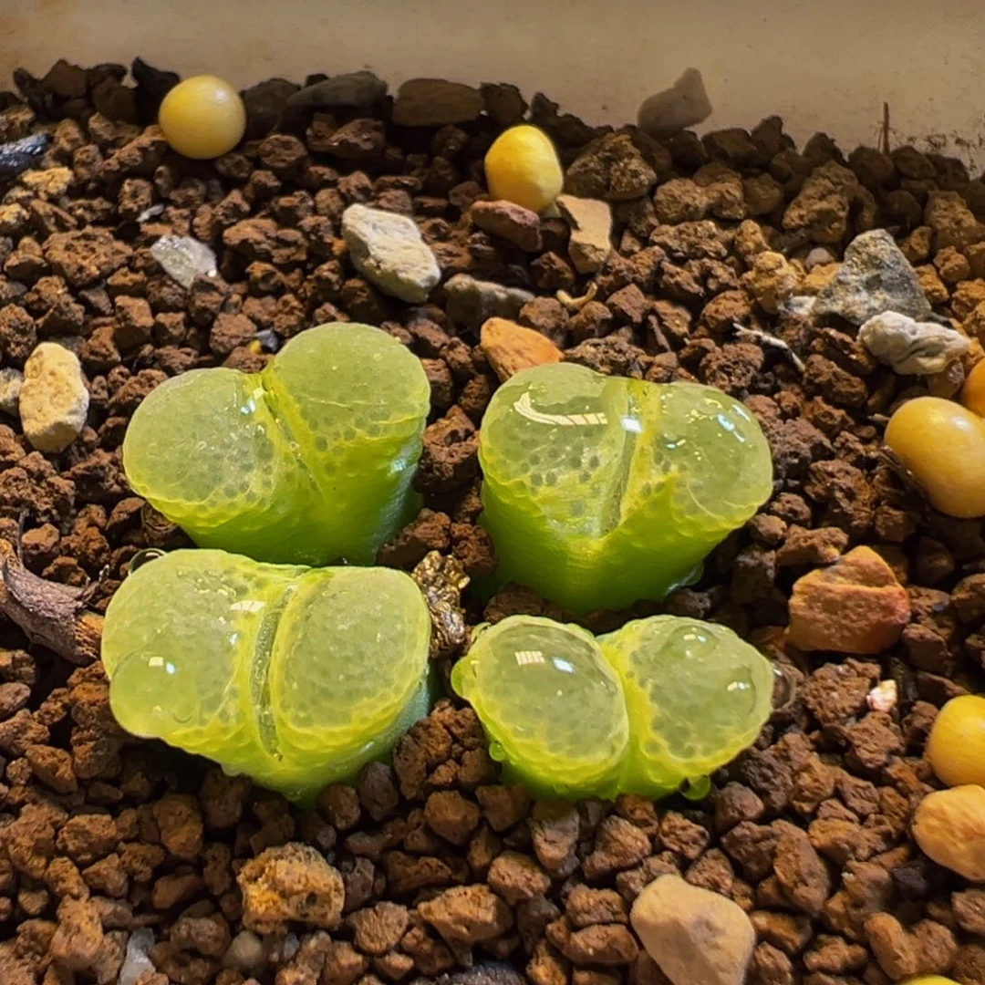 154多肉植物百科樱花