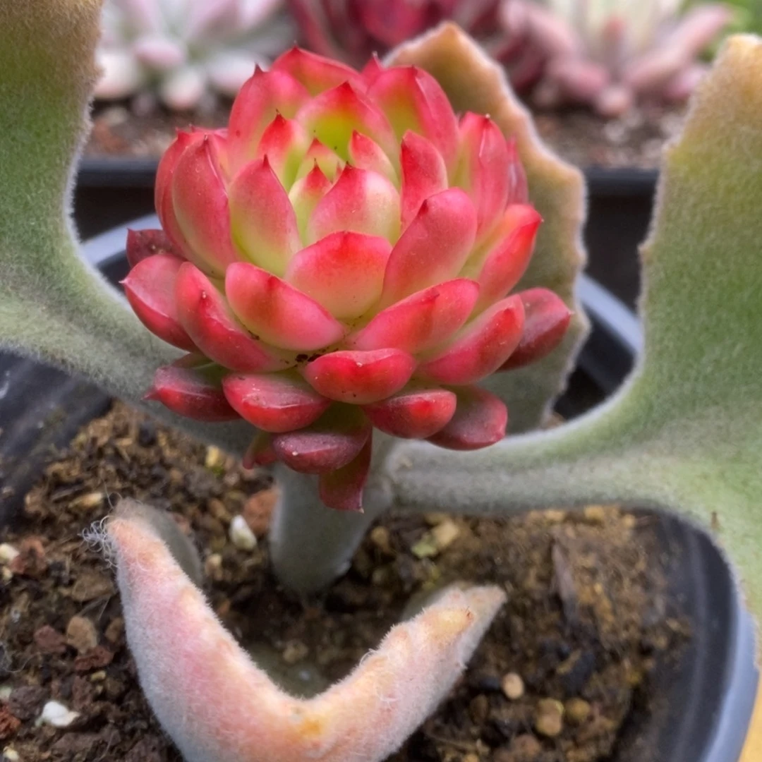 135红姑锦锦锦锦锦锦