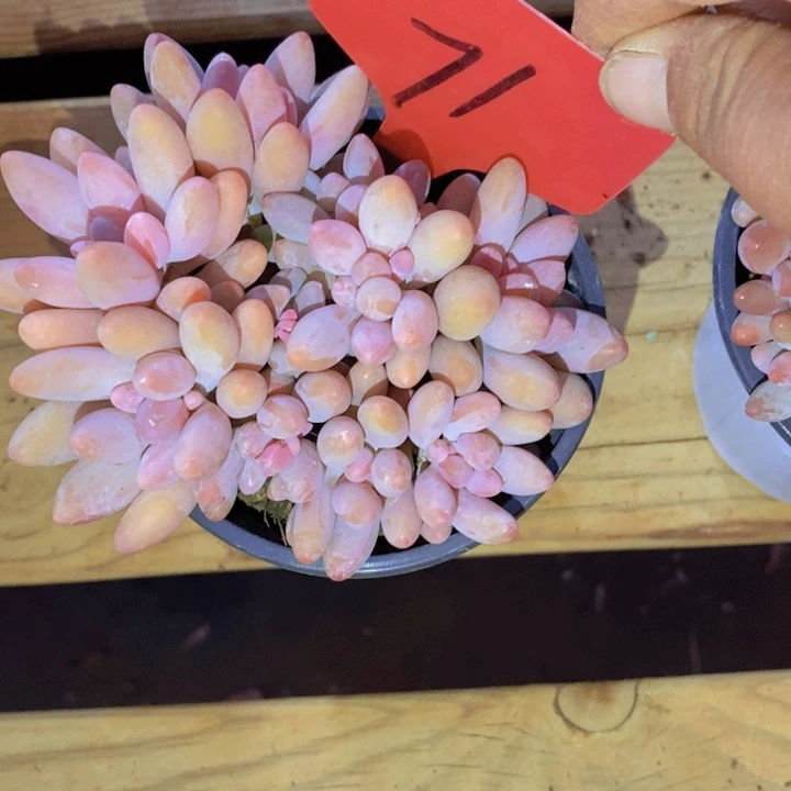 我自己在网上给他们找