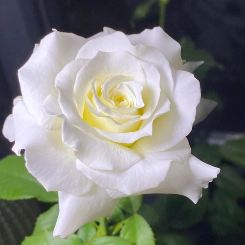 精品灌木月季保罗二世白色大花浓香耐热抗病