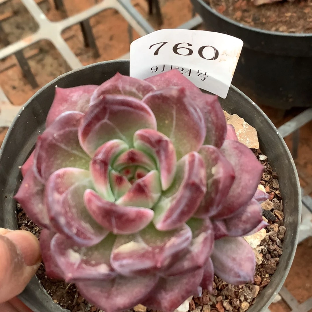 【闪购商品】云760号夜魔侠6厘米