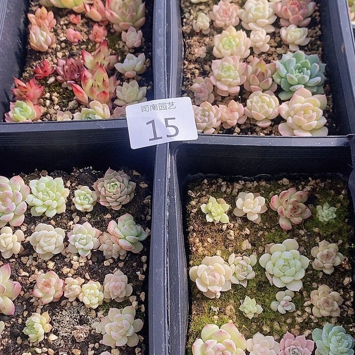 15 多肉植物盆栽花卉