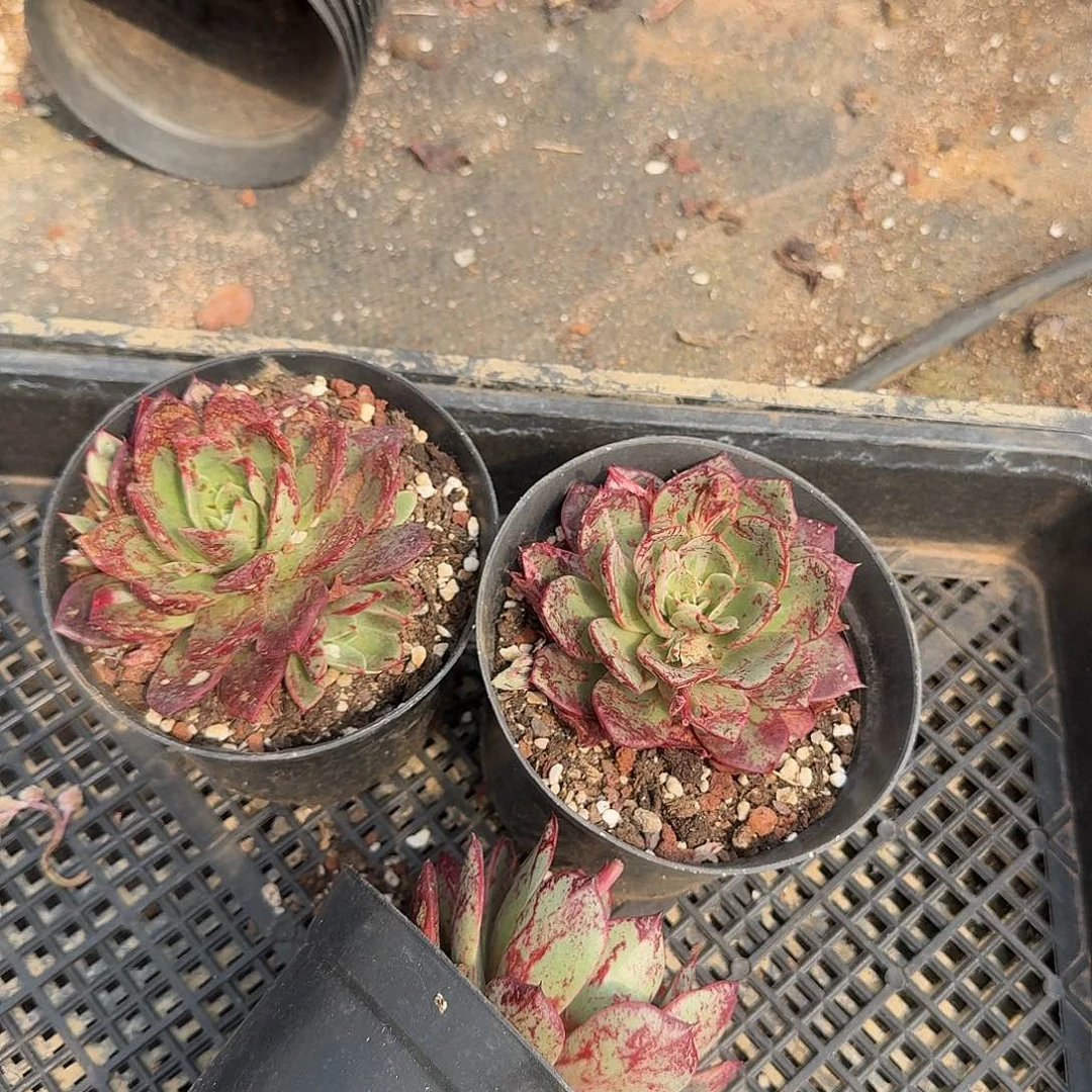 三颗罗西吗杂交量拍176