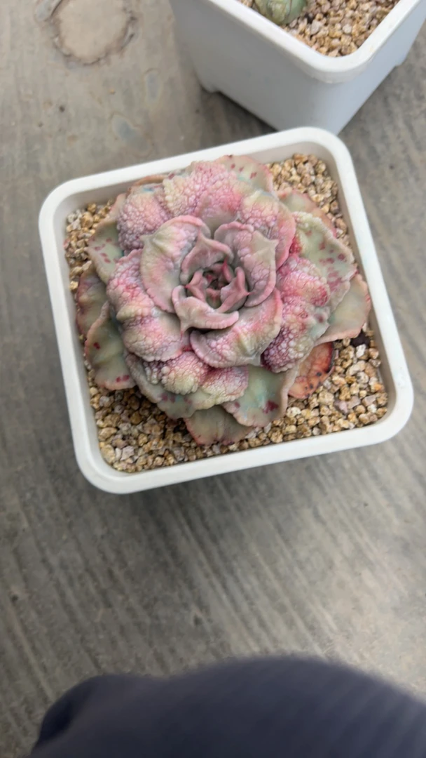 蛋蛋饺子皮专拍多肉