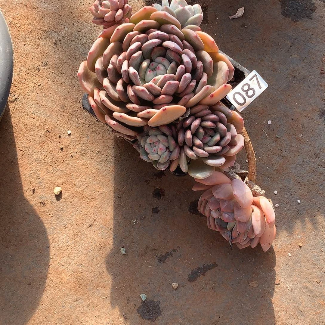 087 一物一拍多肉