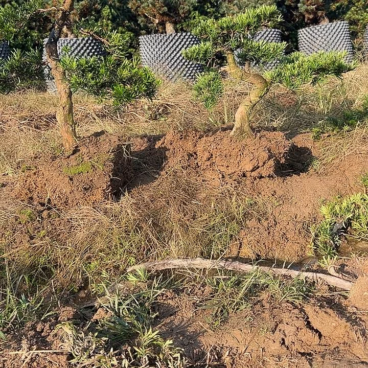 用***0无花朵小叶雀舌罗汉松