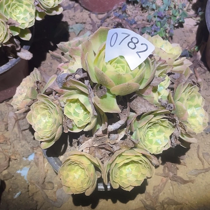 多肉植物法师782玉姿