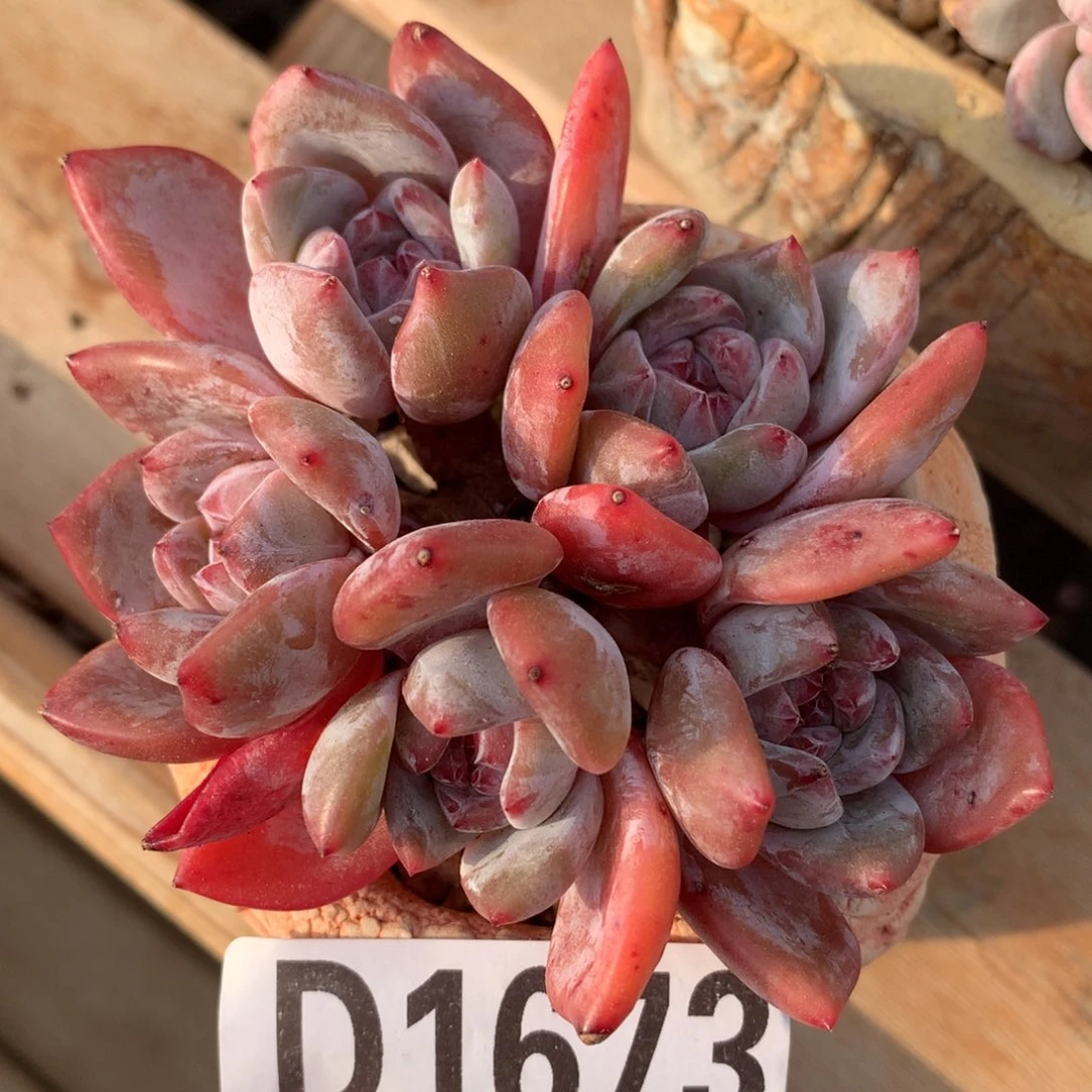 D1673逗号的多肉花园