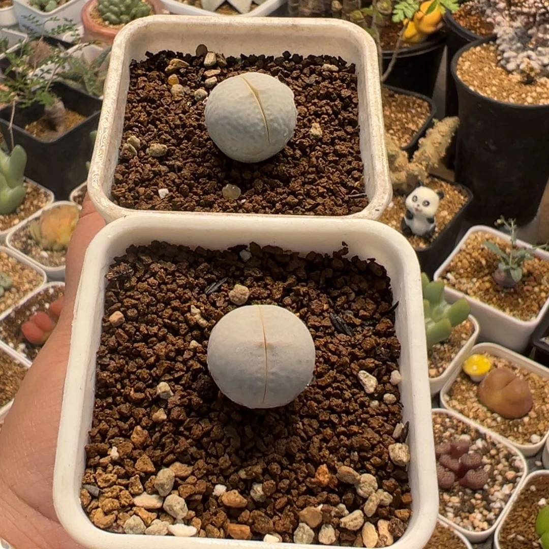 522多肉植物种类多样