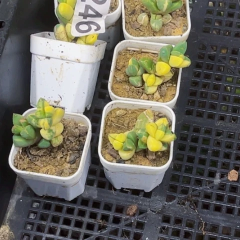 246鹿角锦如图东北不拍货