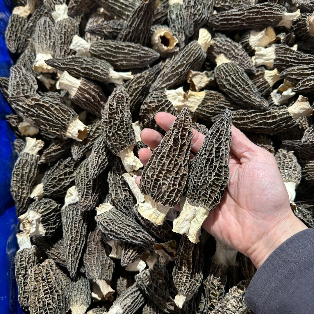 云南高原精选特大羊肚菌