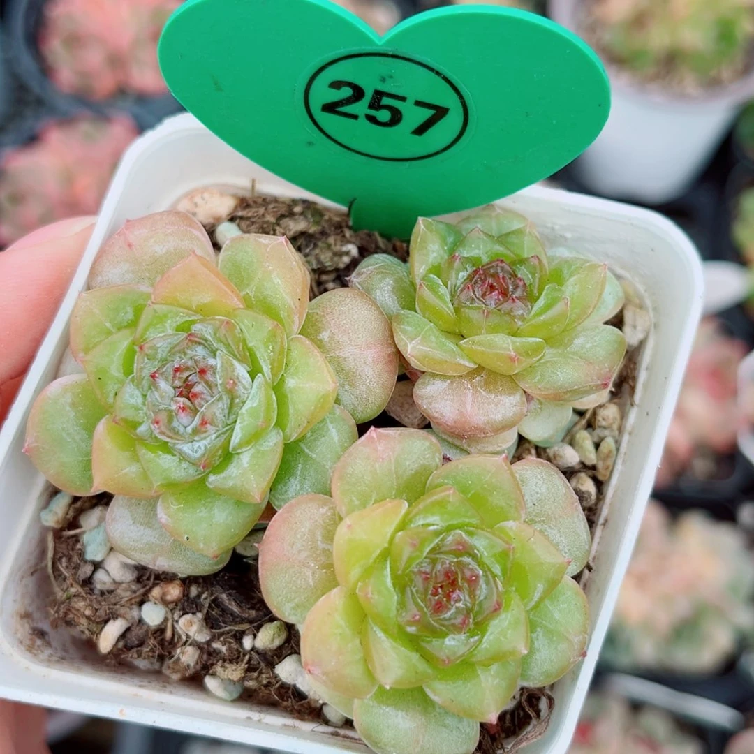 257号小老桩珍妮群