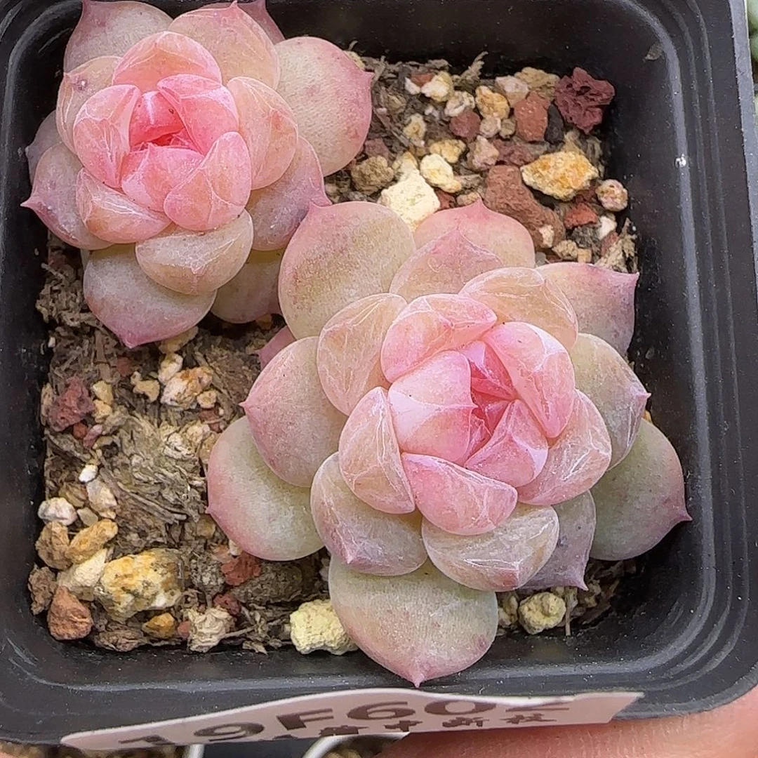 依***q602不保整散【满29包邮非偏远】