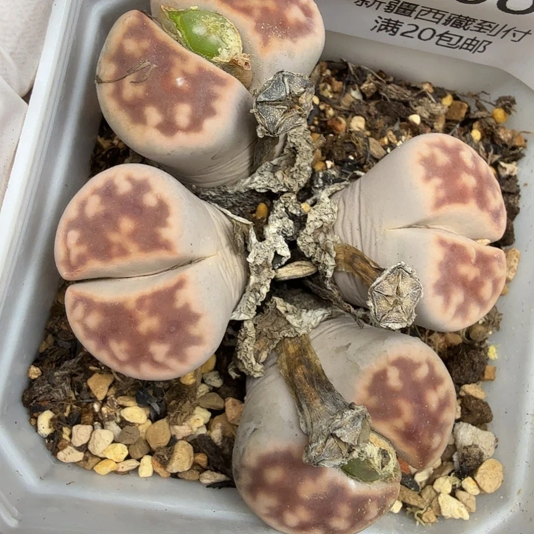 是一个充满生机盎然朝气勃勃008不