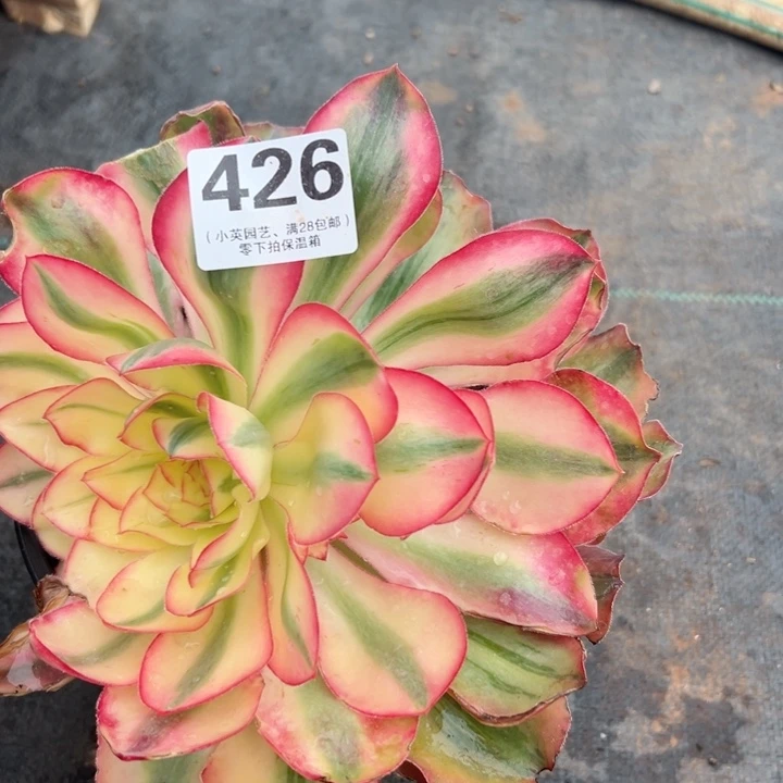 甜****_426多肉植物爱丽丝