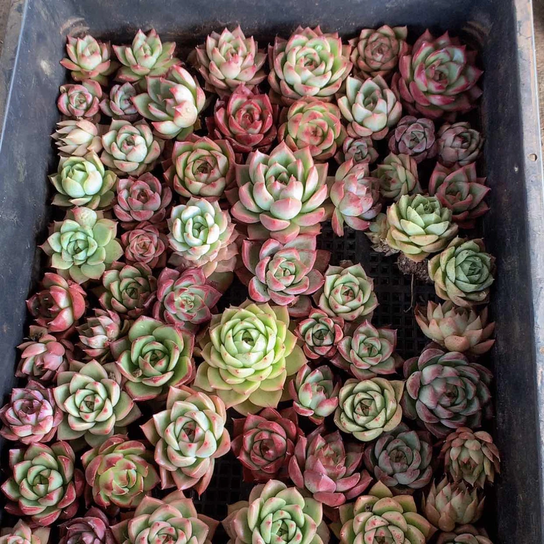 【闪购商品】云673号一筐一发