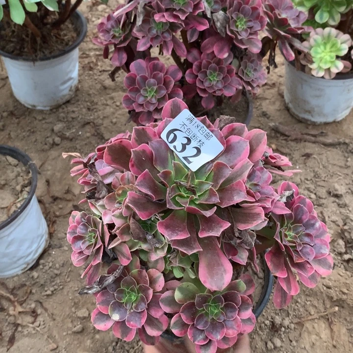 632美杜莎手捧2号