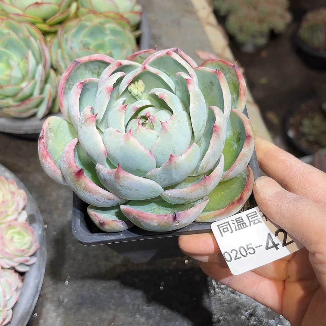 旭**景同温层多肉惊鸿421