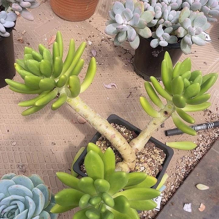 金蝉2706多肉植物