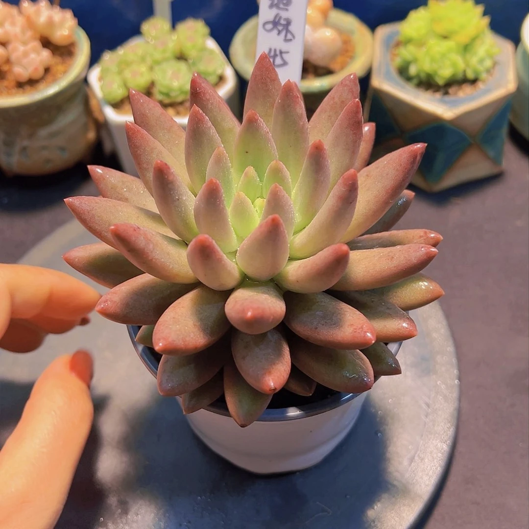 潇*妹新品美人，多肉植物，