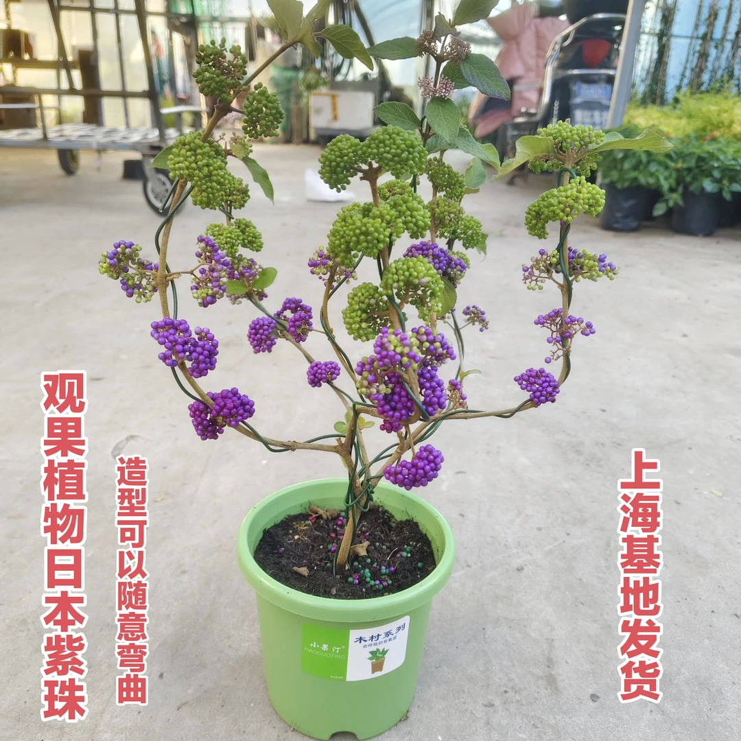 日本紫珠盆栽庭院花镜植物紫色转运珠多年生灌木耐热室外耐高温