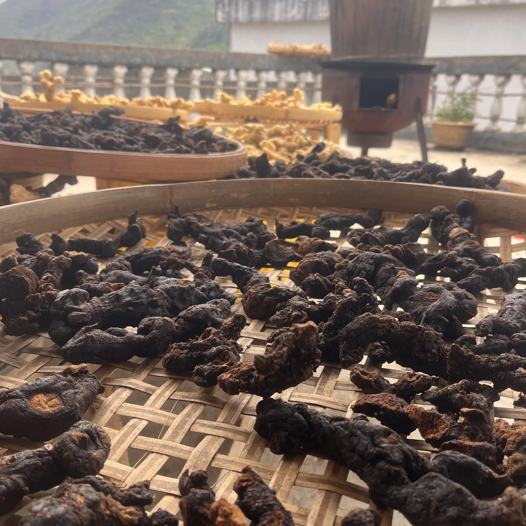 野生仙人余粮，清远连州