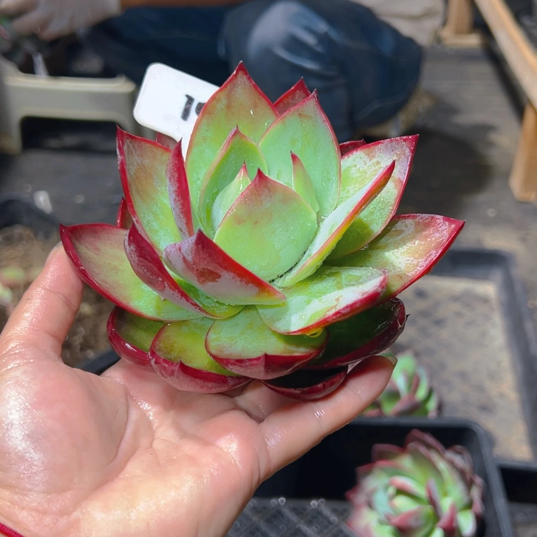 用****4惊鸿仙子一物一拍107号