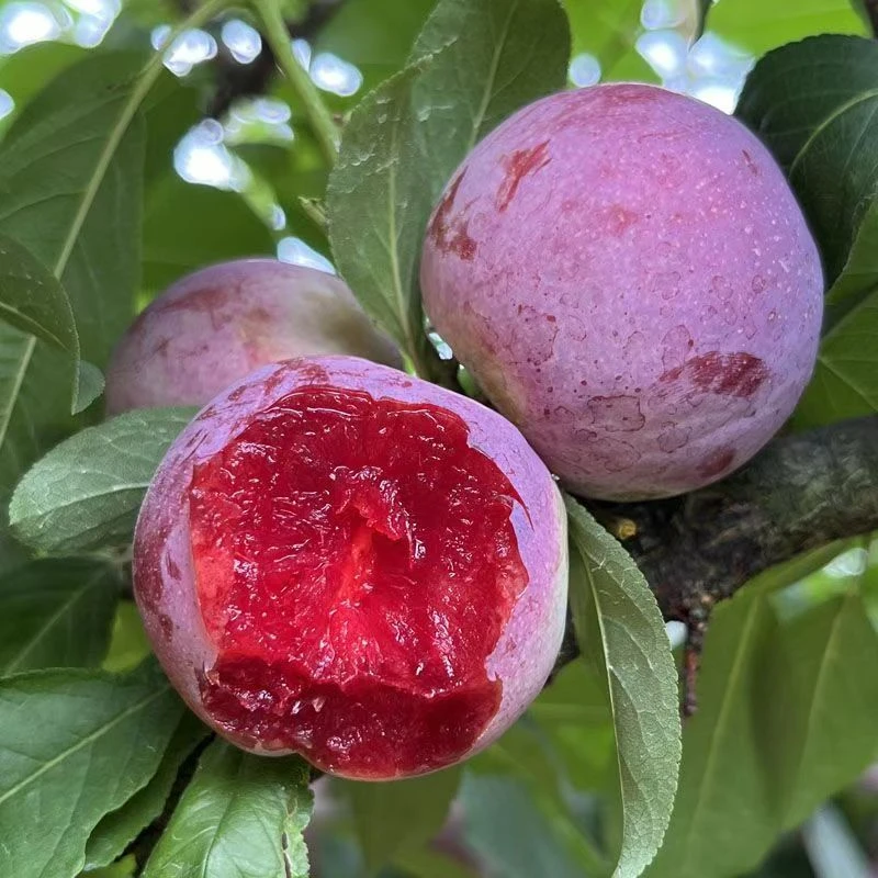 【特惠5斤一箱】福建现摘红心芙蓉李三华李酸甜可口孕妇适用水果