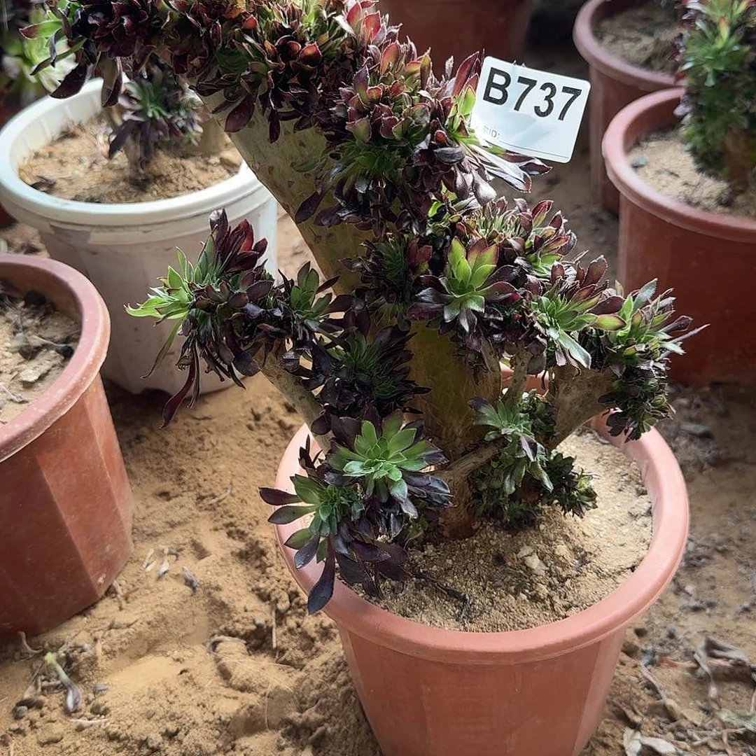 737黑法师一颗满28包邮