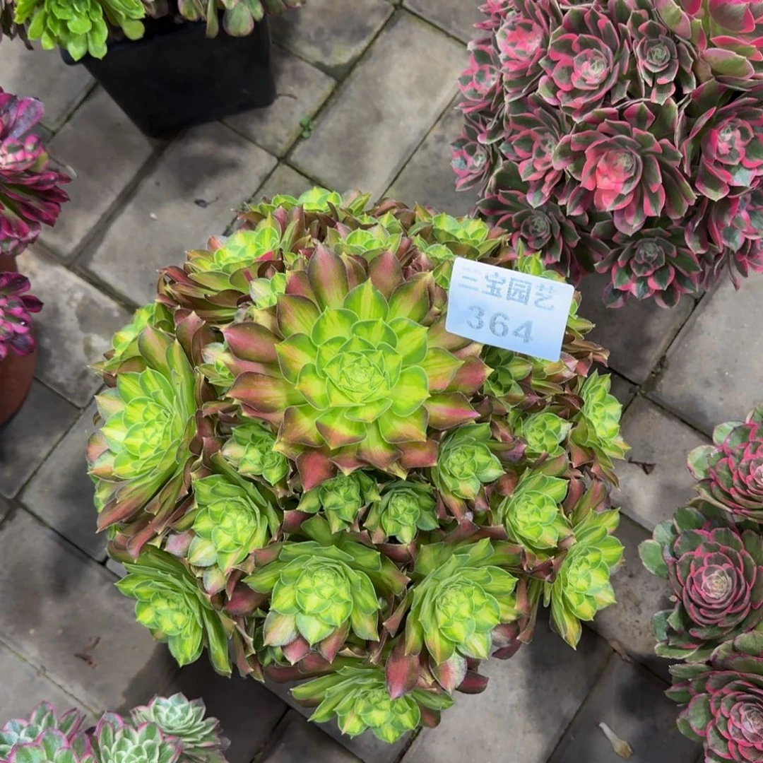 简****?多肉植物364韶华