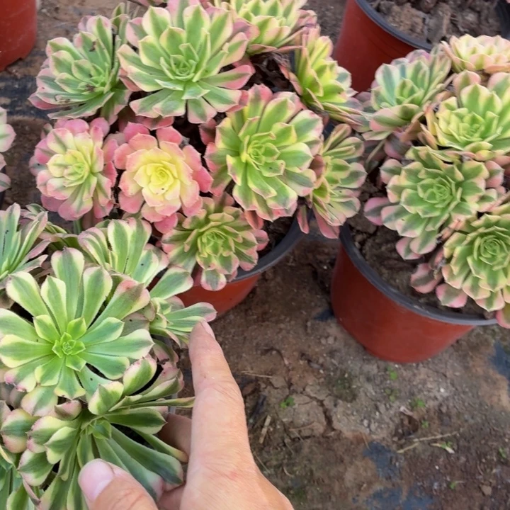祝融一棵脱土发货