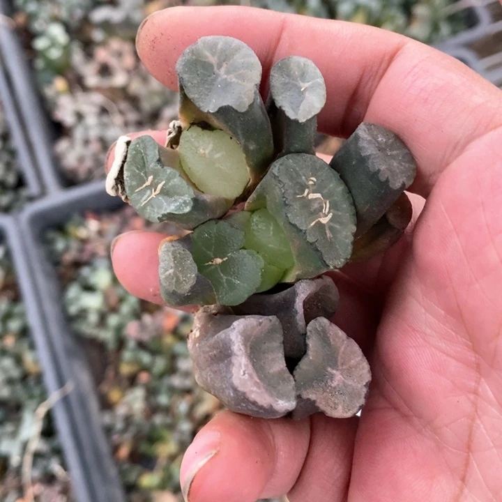 2102 一颗歪七扭八万象 随机发货 炸弹福利