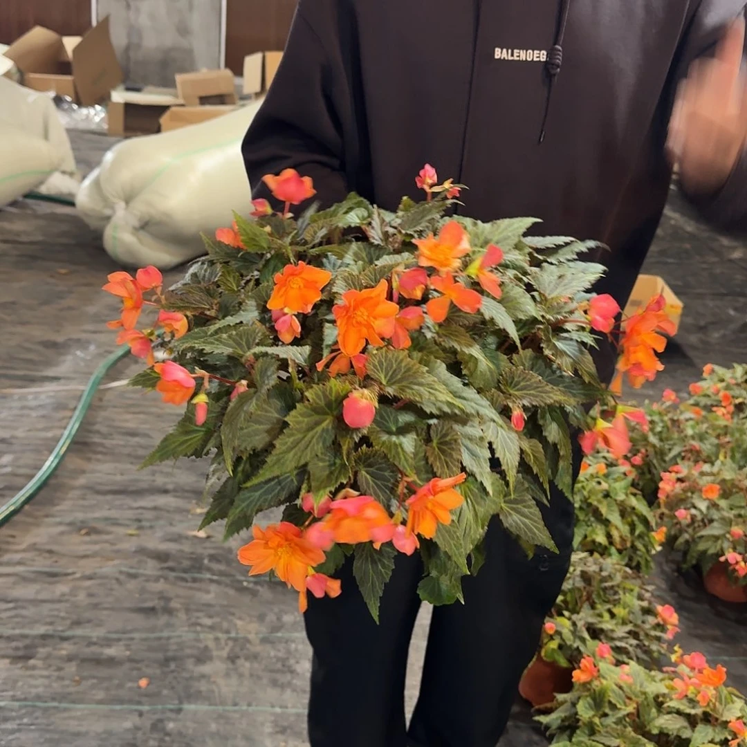 180火焰，掉花折叶正常介意勿拍不拍保温冻死不售后