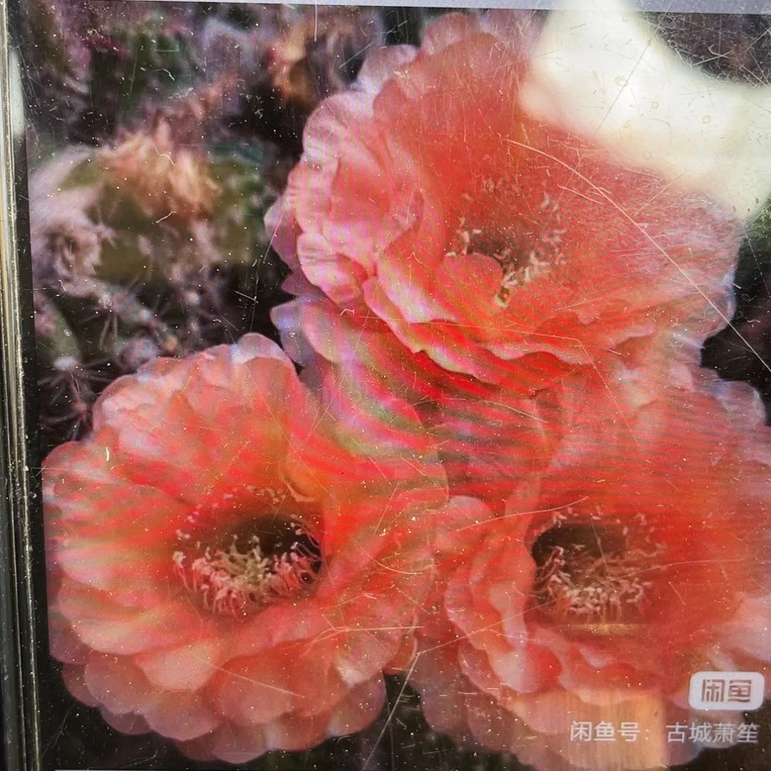 温柔侧芽在5公分以上满18包邮