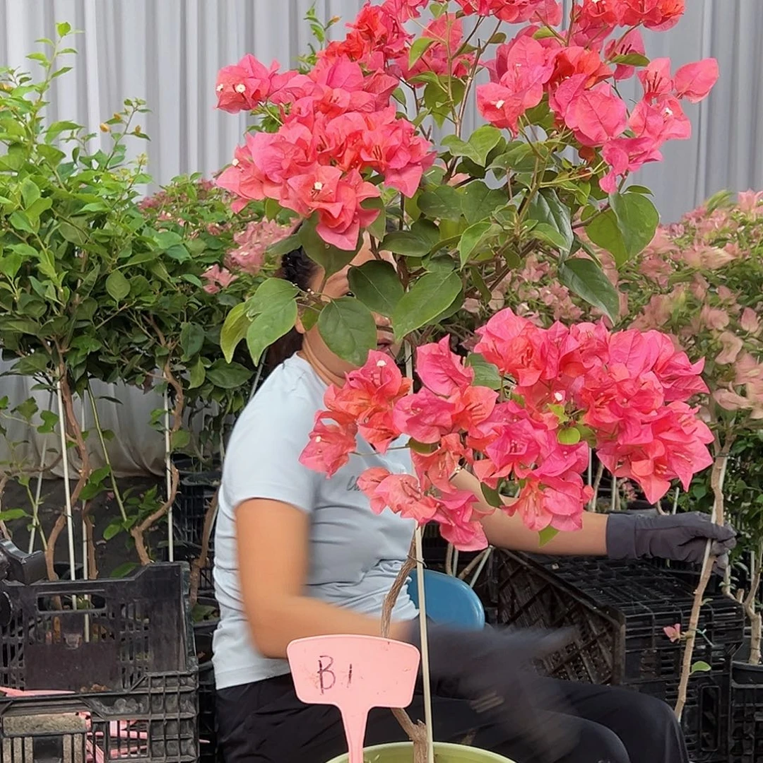 艺***源当前无花栽培后可以开花B1绿叶夕阳红