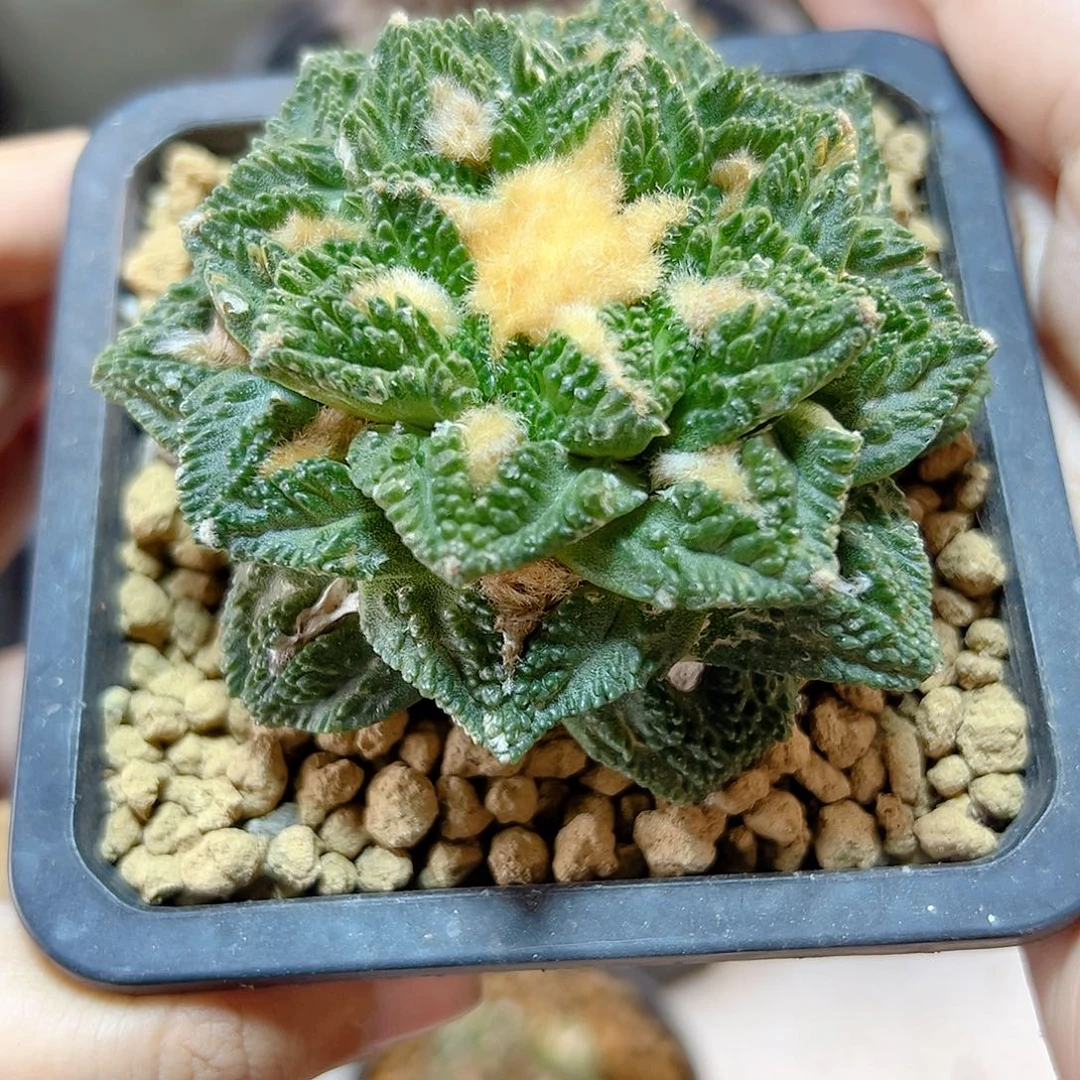 25号自根辛盾7.6公分