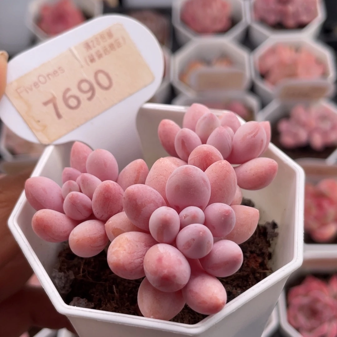 粉色恋人7690-6.5厘米