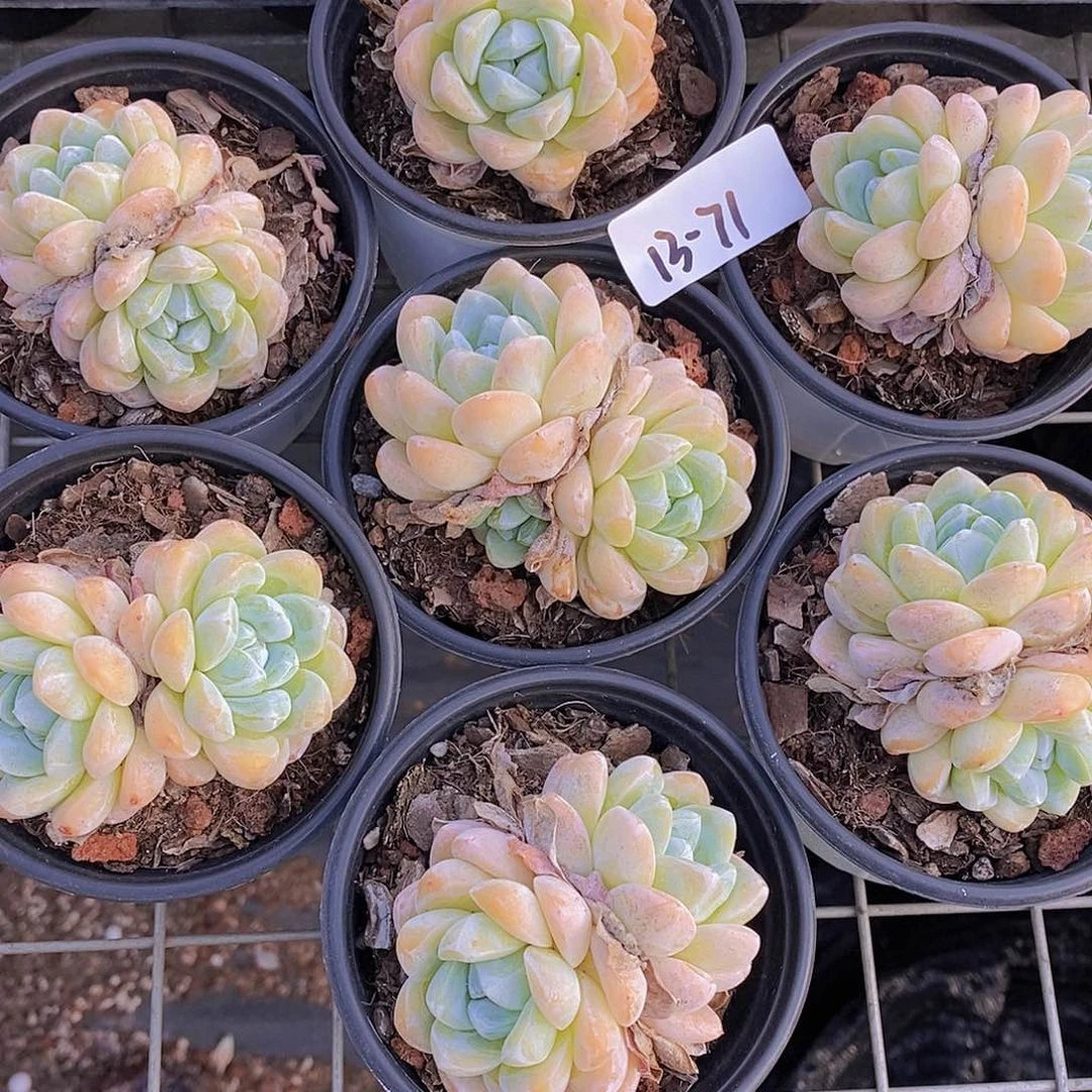 13-71-微瑕雪媚娘双头福利一颗量拍