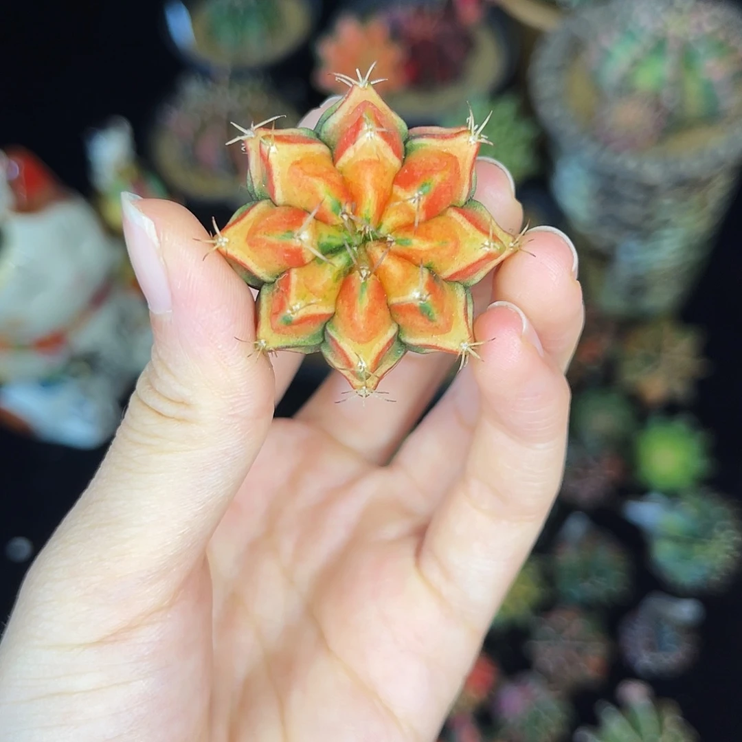 米哈 一物一拍 脱土