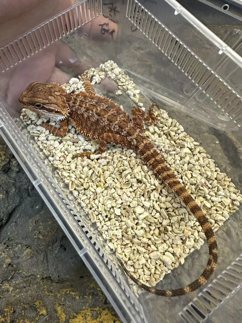 温顺可爱不咬人中端鬃狮蜥幼体