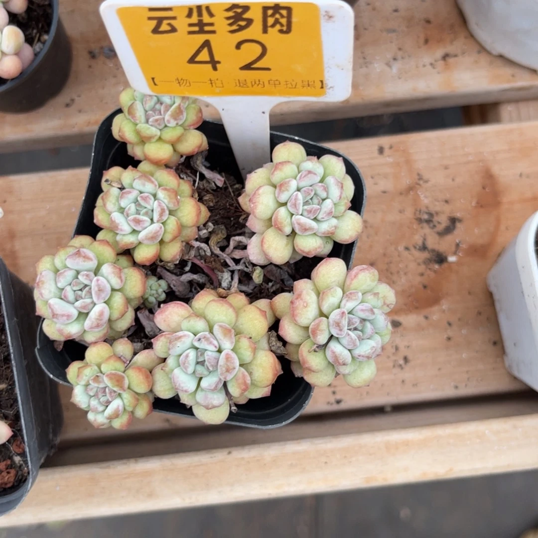 小***x云尘多肉一物一拍42