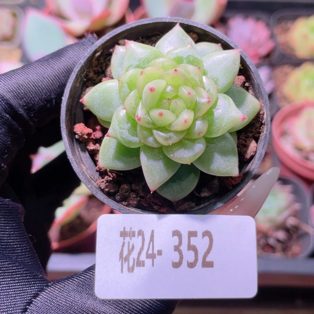 花利美24-352珍妮