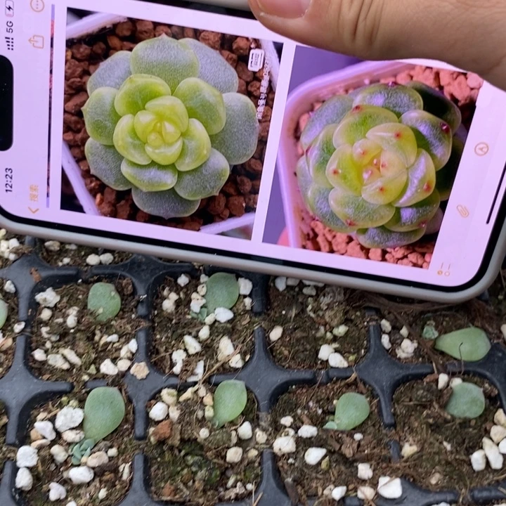 甜心唐t4芽苗一个量拍