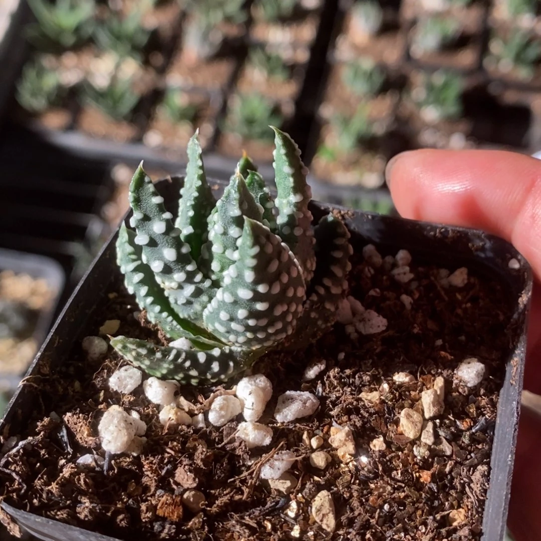 401 一颗泪珠硬叶 超级福利