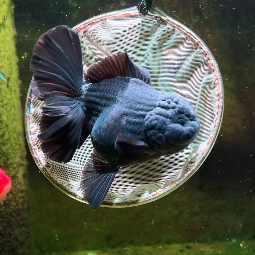 金鱼冷水金鱼百褶泰狮