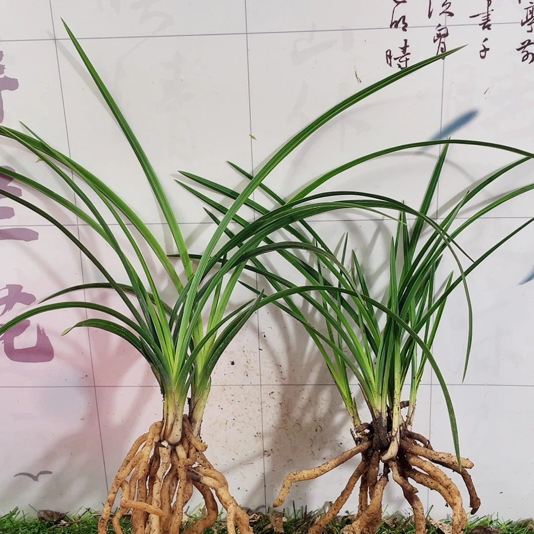 悠***，完全开放兰花兰花