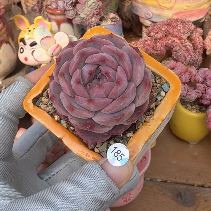 185 多肉含盆土 满30元包邮 除偏远