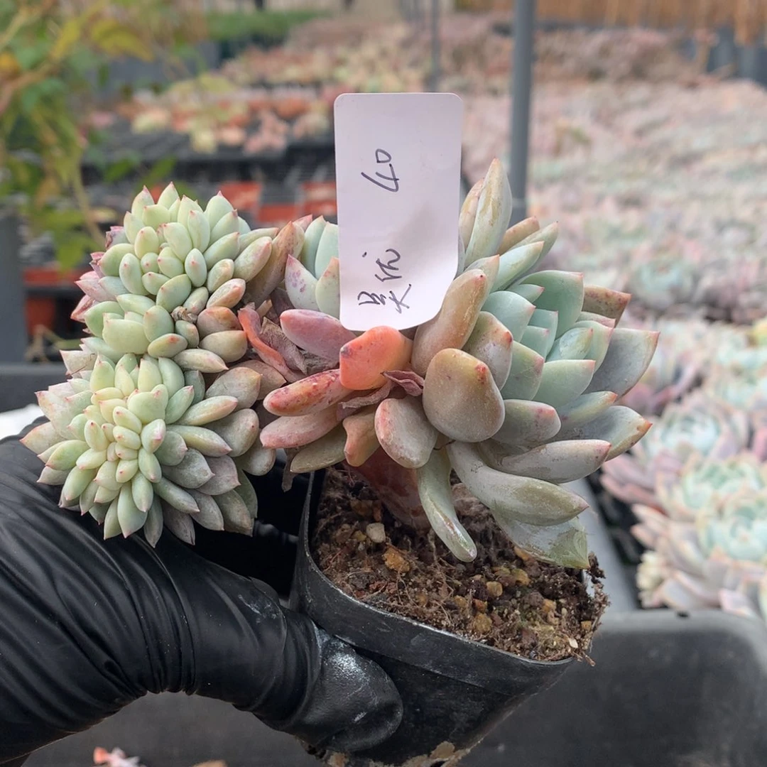 吴**-小橙子缀（吴忧